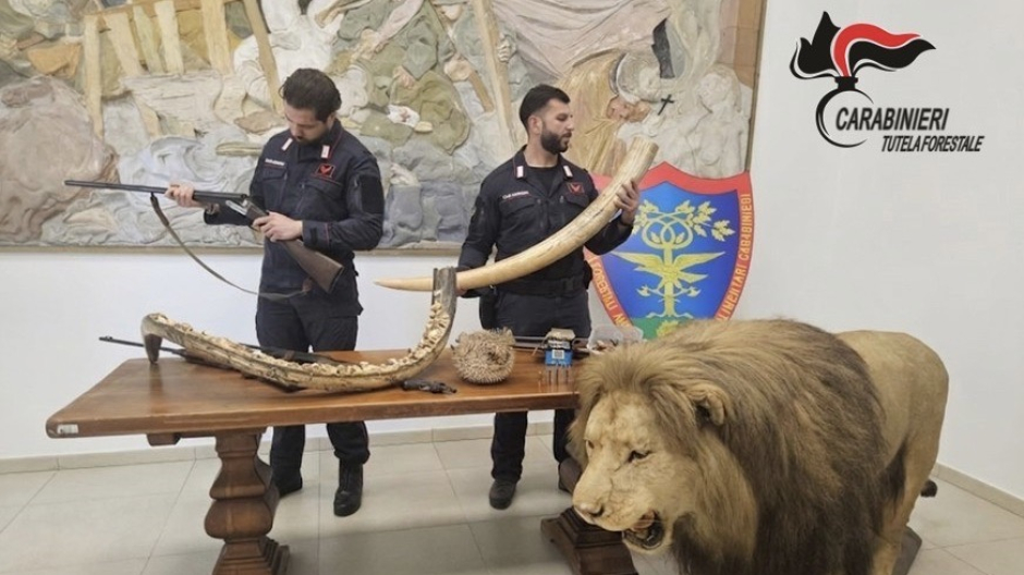 Operazione antibracconaggio: sequestrate armi e animali impagliati fra cui un leone